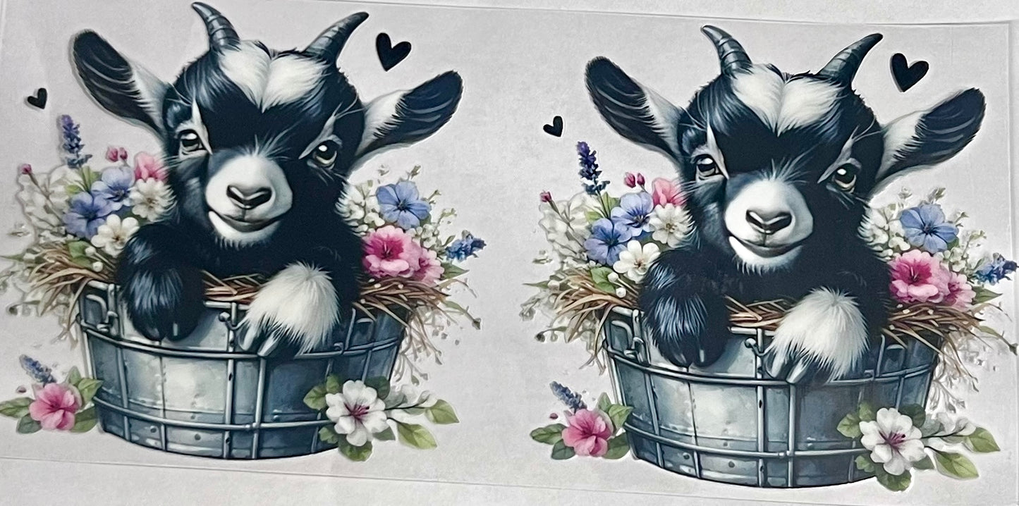 Animals